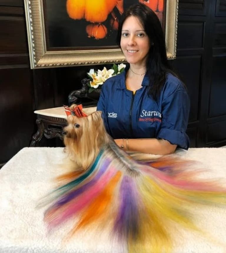 curso de peluquero canino